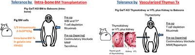 Progress in islet xenotransplantation: Immunologic barriers, advances in gene editing, and tolerance induction strategies for xenogeneic islets in pig-to-primate transplantation